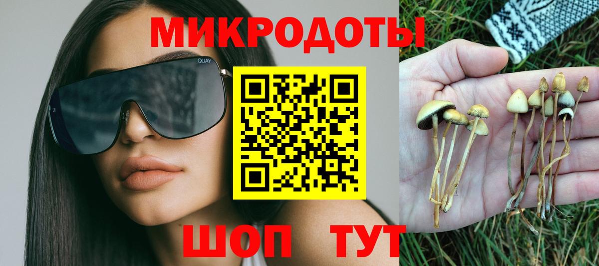 Псилоцибиновые грибы Psilocybe Алексеевка